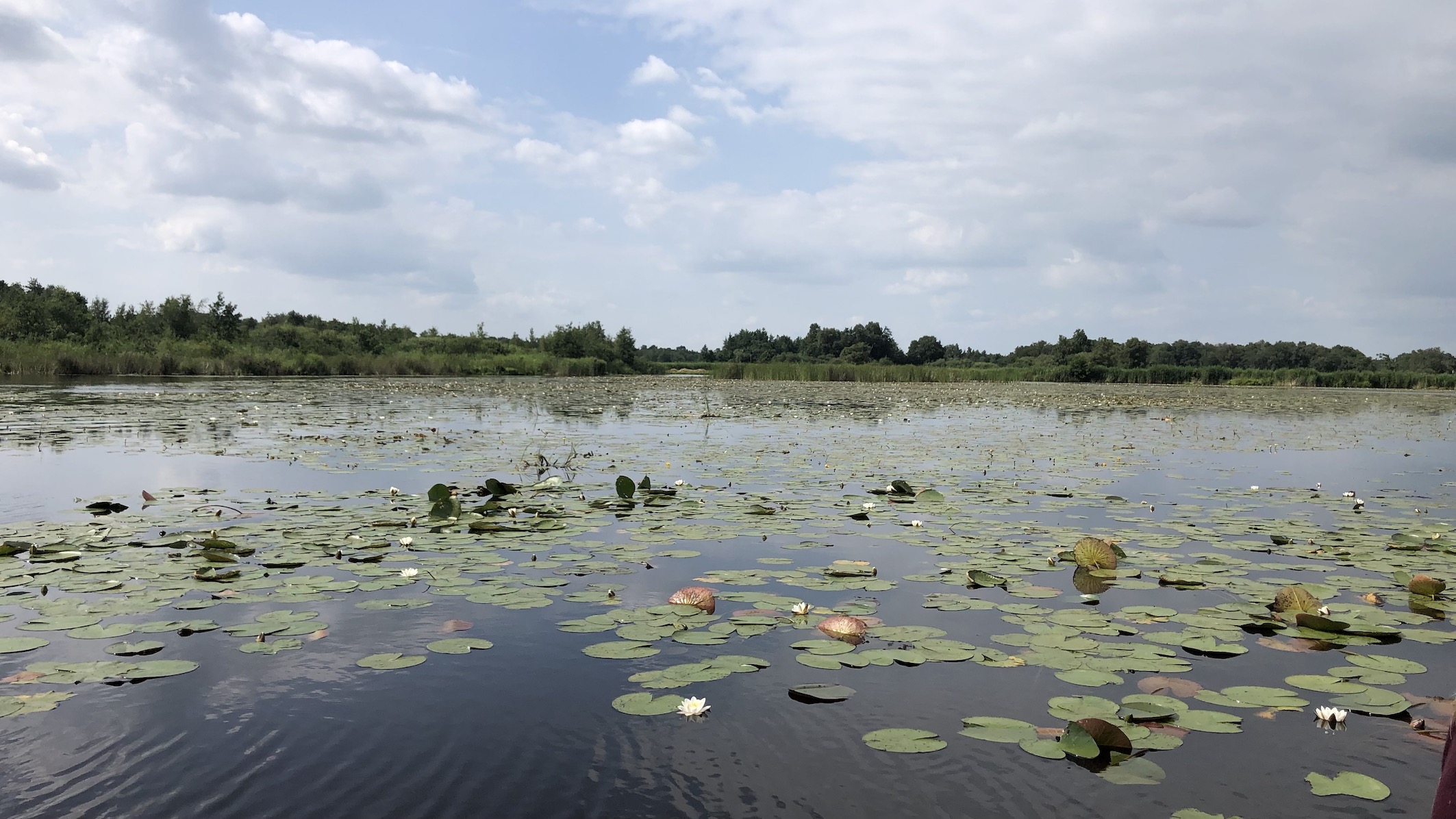 Belterwijde bij Belt-Schutsloot waterlelies