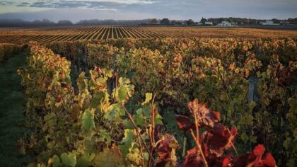 Bordeaux wijngaarden Frankrijk