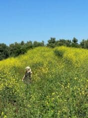 Wandelen Oostvaardersplassen gele bloemen Irene