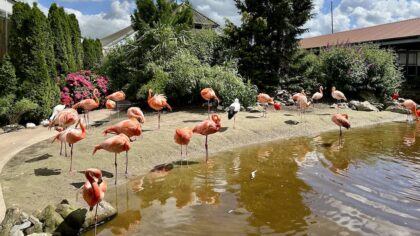 Pantropica Flamingo Lagoon