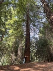 Monumento Natural de las Secuoyas del Monte Cabezón Spanje Irene