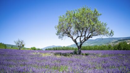 lavendel in de Provence - Sault