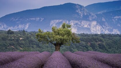 bloeiende lavendel in de Provence - Valensole